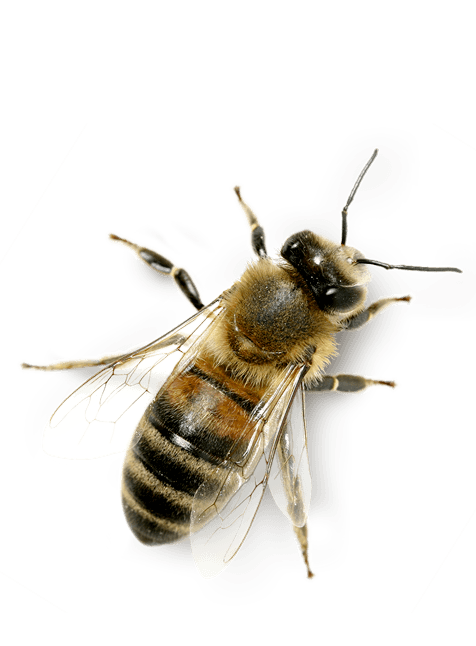 abeille cytamphology pour les nimaux